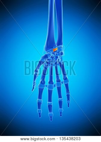 3d rendered, medically accurate illustration of the radioscapholunate ligament