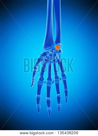 3d rendered, medically accurate illustration of the palmar ulnolunate ligament