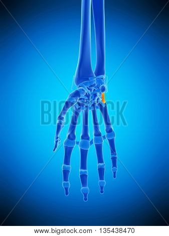 3d rendered, medically accurate illustration of the pisometacarpal ligament