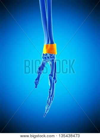 3d rendered, medically accurate  illustration of the retinaculum ligaments