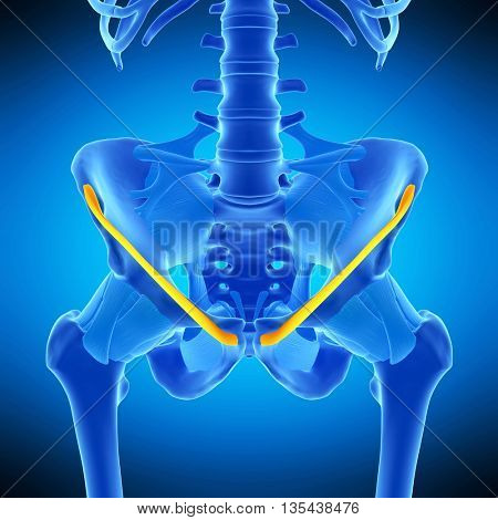 3d rendered, medically accurate illustration of the inguinal ligament