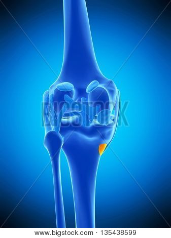 3d rendered, medically accurate illustration of the anserine bursa