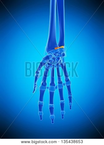 3d rendered, medically accurate illustration of the volar radioulnar ligament