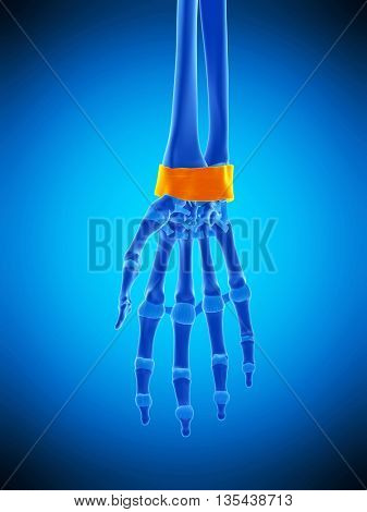 3d rendered, medically accurate illustration of the retinaculum ligament