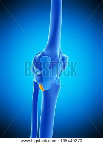 3d rendered, medically accurate illustration of the anserine bursa