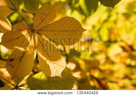 yellow horse chestnut leaves in autumn background
