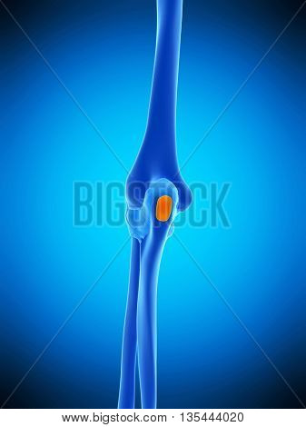3d rendered, medically accurate illustration of the olecranon bursa
