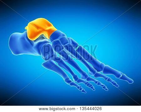 3d rendered, medically accurate illustration of the talus bone