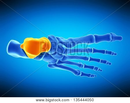 3d rendered, medically accurate illustration of the talus bone