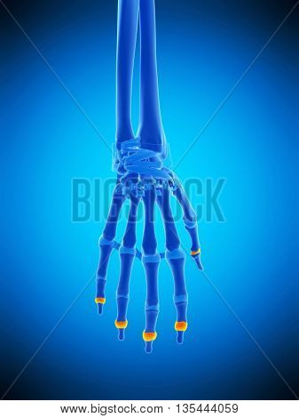 3d rendered, medically accurate illustration of the distal joint capsules
