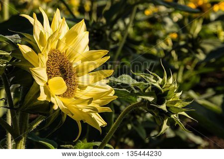 close up of ornamental sunflower and bud