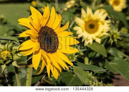 close up of ornamental sunflowers in bloom