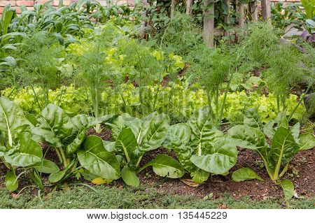 closeup of leafy vegetables growing in organic garden
