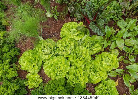 fresh garden lettuce growing in vegetable garden
