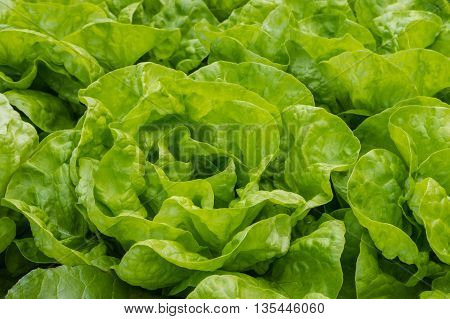 close up of fresh garden lettuce leaves