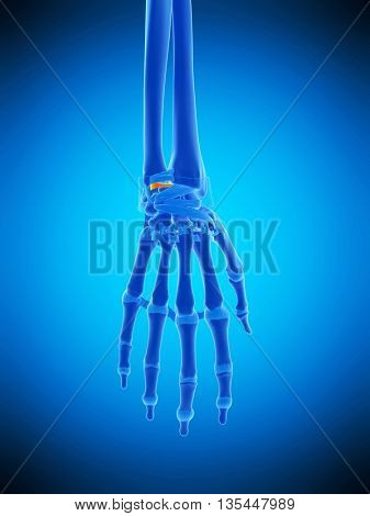 3d rendered, medically accurate illustration of the articular ligaments