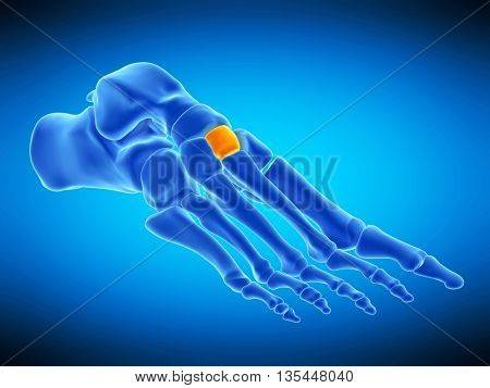 3d rendered, medically accurate illustration of the intermediate cuneiform bone