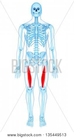 3d rendered, medically accurate illustration of the vastus  intermedius