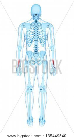 3d rendered, medically accurate illustration of the extensor pollicis longus