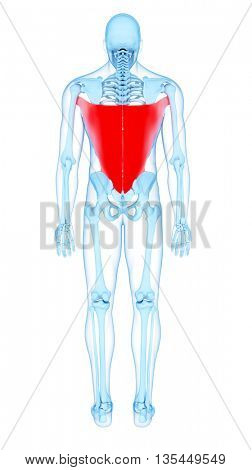 3d rendered, medically accurate illustration of the latissimus dorsi