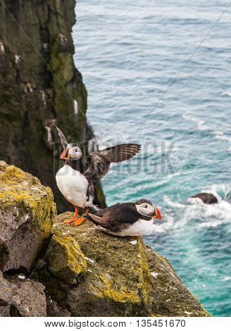 Pair Of Atlantic Puffins