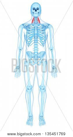 3d rendered, medically accurate illustration of the middle scalene 