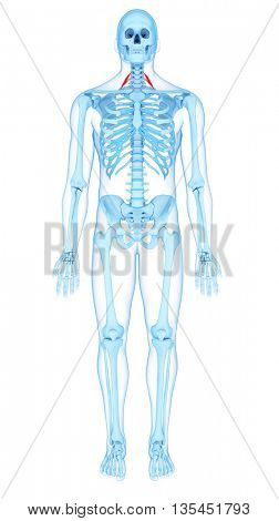 3d rendered, medically accurate illustration of the scalene anterior
