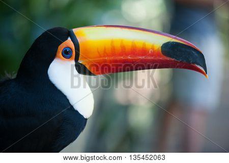 Brazilian Toucan Portrait