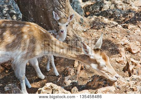 Grazing deer and a young female deer near her