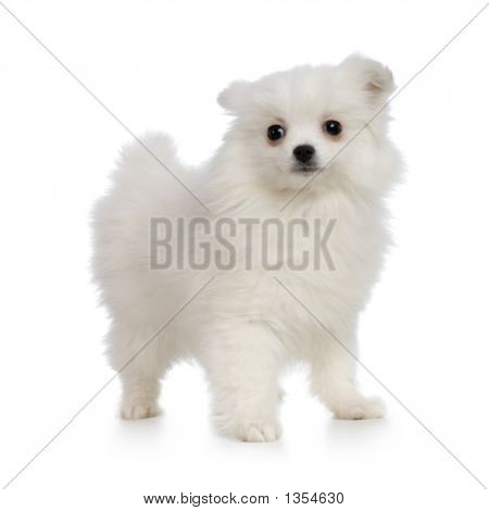  Keeshond