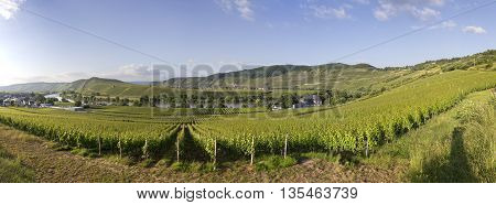 Famous Moselle Sinuosity In Trittenheim