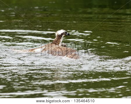Osprey (Pandion haliaetus) -
Osprey also known as fish eagle is a bird of prey. They feed exclusively on fish. They have a wingspan of 1.27 to 1.8m.