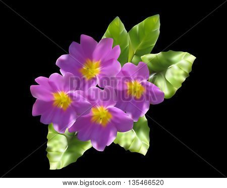 illustration with lilac primula flowers isolated on black background