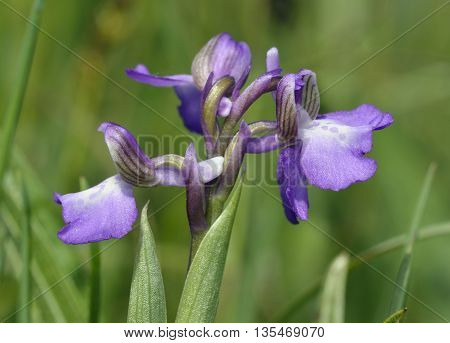 Green-winged Orchid - Anacamptis morio Close up of purple flower