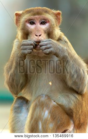 Rhesus macaque
Description:
Rhesus macaques are masters of cute expression. Rhesus monkeys are common in Northern India. They are a common site at Keoladeo National Park, Bhartpur, Rajasthan