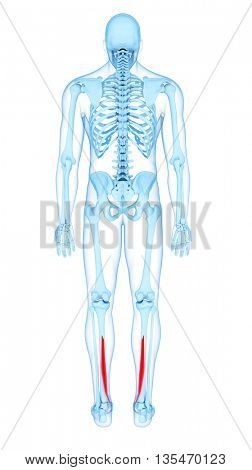 3d rendered, medically accurate illustration of the flexor digitorum longus