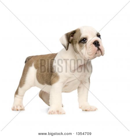  Englisch Bulldogge Welpen