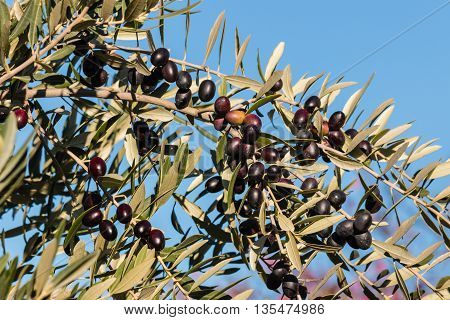 ripe black olives on olive tree against blue sky