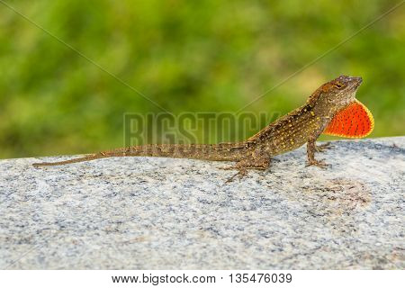 Brown lizard with yellow and black spots and dark stripes perched on a granite countertop, penny fully displayed through the expansion of its dewlap. Yellow green background blurred with shallow depth of field.