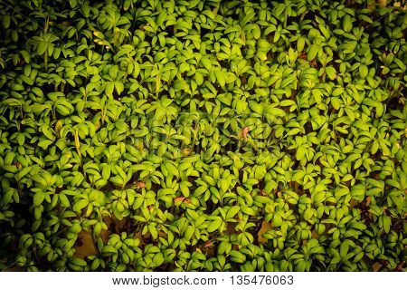 close up of garden cress seedlings watercress sprouts as fresh green food background