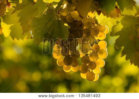 closeup of sunlit Riesling grapes in vineyard
