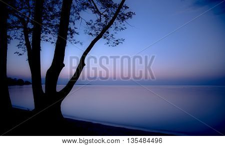 Silhouette of a tree against a purple sky during blue hour with a view of the lake at the cottage