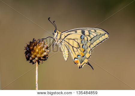 Swallowtail Resting On Allium Plant