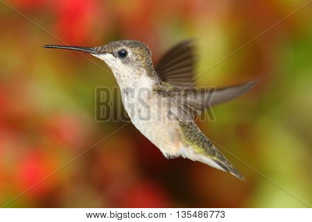 Juvenile Ruby-throated Hummingbird (archilochus colubris) in flight with colorful flowers in the background