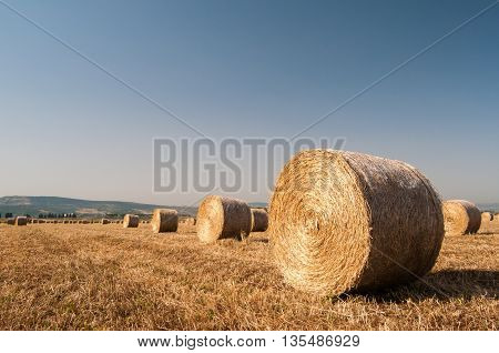 Sheaf Of Corn