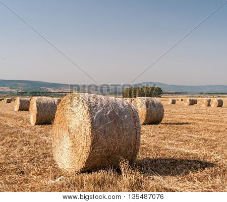 Sheaf Of Corn