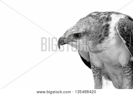 Portrait of beauty hawk Changeable Hawk Eagle with copy space