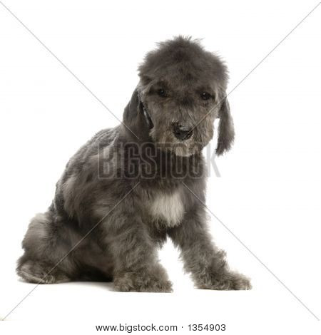  Bedlington Terrier