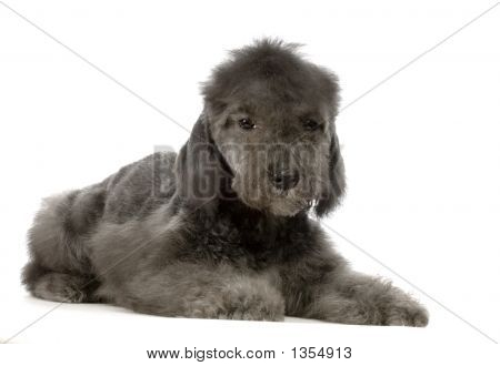  Bedlington Terrier