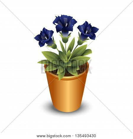 Isolated flower in pot vector illustration hand drawing